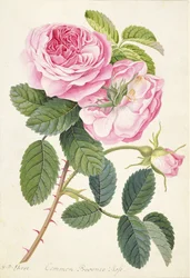Rose de Provence commune